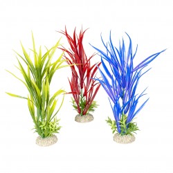 PLANTE AMAZON SWORD M H30...