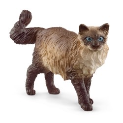 Chat Ragdoll Farm World...