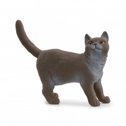 British Shorthair Farm...