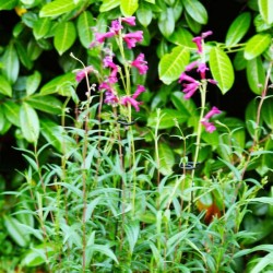 Tuteur longue tige 75CM X3