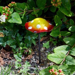Champignons brillant...