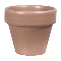 Pot Standard Rainbow Rose...