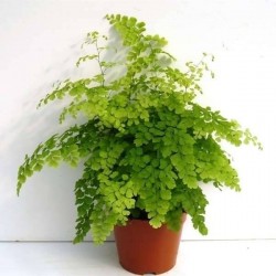 ADIANTUM fragrans P14