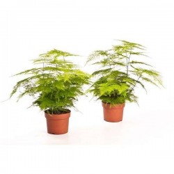 ASPARAGUS plumosus P13