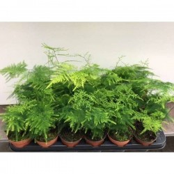 ASPARAGUS plumosus P9
