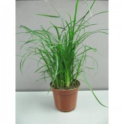 BEAUCARNEA recurvata P9