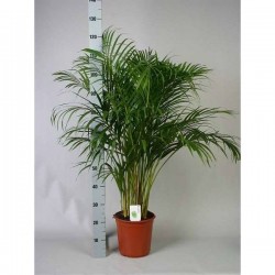 ARECA H120 P24