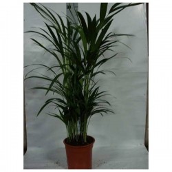 ARECA H70 P17