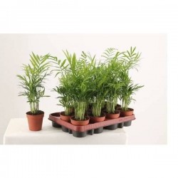 CHAMAEDOREA elegans P9