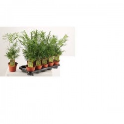 CHAMAEDOREA elegans P12