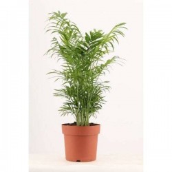CHAMAEDOREA elegans H55 P17