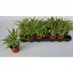 CHLOROPHYTUM P9