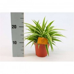 CHLOROPHYTUM comosum...