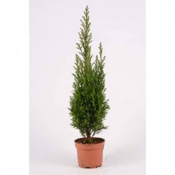 CHAMAECYPARIS lawsoniana...