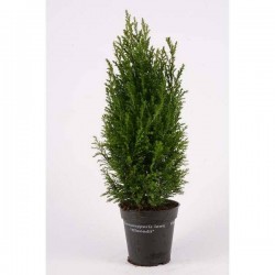 CHAMAECYPARIS lawsoniana...