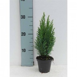 CHAMAECYPARIS lawsoniana...