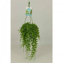 DISCHIDIA nummularia SUSPØ14