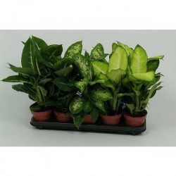 DIEFFENBACHIA assorti P12