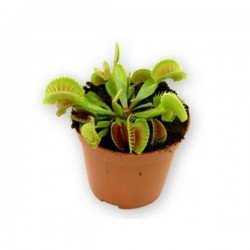 DIONAEA muscipula P8