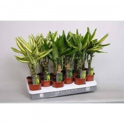 DRACAENA fragrans TG H40 P11
