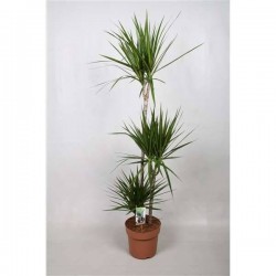 DRACAENA marginata 90-45-15...