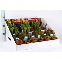 PLANTE carnivore assorti P8