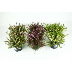 ERICA darleyensis mélange P11