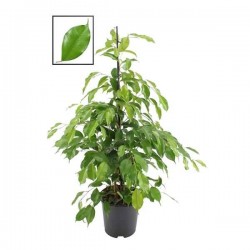 FICUS benjamina H100 P21