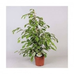 FICUS 'Golden King' H70 P17