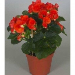 BEGONIA elatior P14