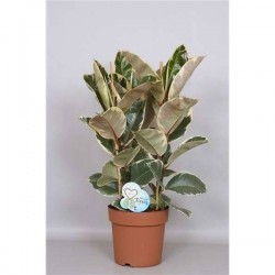 FICUS elastica 'Tineke' H75...