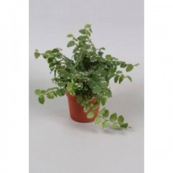 FICUS repens 'Sunny' P9