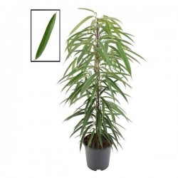 FICUS binnendijkii 'Alii'...