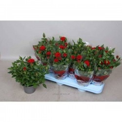 MINI-ROSIER 'Kordana' P10.5