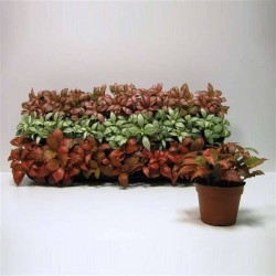 FITTONIA P8.5