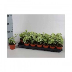 HEDERA panache P8.5