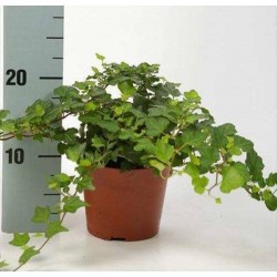 HEDERA feuillage Vert P13