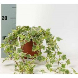 HEDERA panache P13