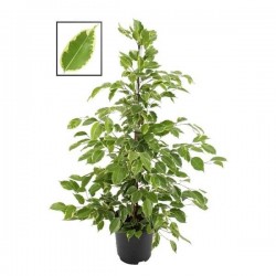 FICUS 'Golden King' H105 P21