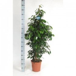 FICUS benjamina 'Danielle'...