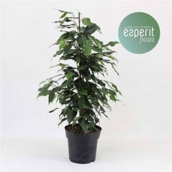FICUS benjamina 'Danielle'...