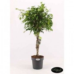 FICUS benjamina TG-TRESS...