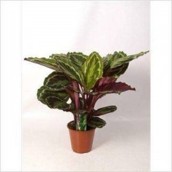 CALATHEA roseopicta...