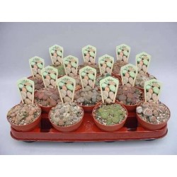 LITHOPS P8.5