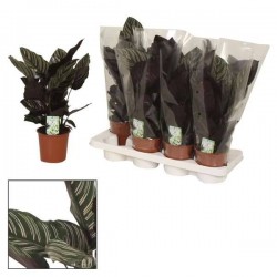CALATHEA ornata P14