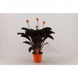 CALATHEA crocata P14-TST