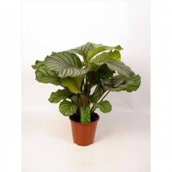 CALATHEA orbifolia H65 P19