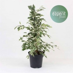 FICUS benjamina 'Twilight'...