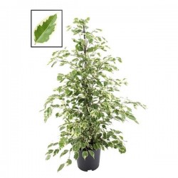 FICUS benjamina 'Twilight'...