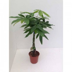 PACHIRA aquatica TG-TRESS...